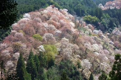花の盛りの吉野山にて桜を見る