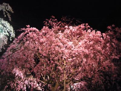 桜とコーヒーと穴子丸ごと１匹の福岡　～2018年３月末～