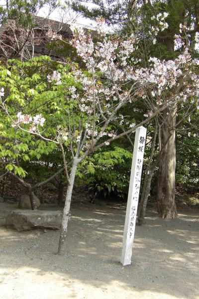 鶴岡八幡宮流鏑馬馬場の桜と牡丹