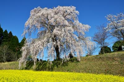 宮城の里しだれ桜2018