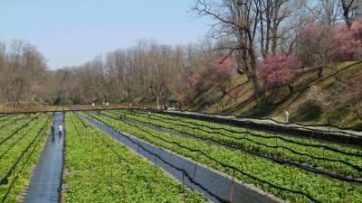 安曇野にも春の訪れ