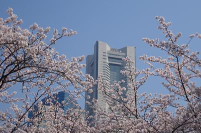 横浜　満開のさくら　掃部山公園、ＭＭ２１、山下公園、横浜公園