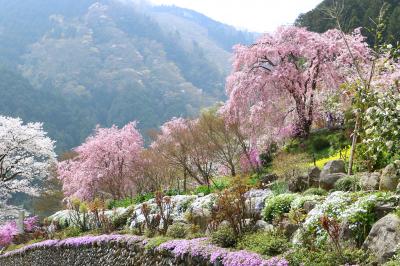秋川渓谷、乙津花の里の春・・・