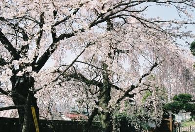 満開の桜　　　ＩＮ　　崇徳寺