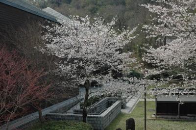 満開に桜　　　ＩＮ　　羽村の堰