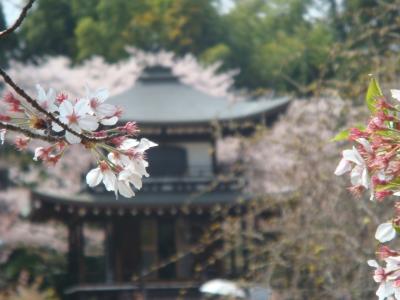 「そうだ、京都、行こう」勧修寺と醍醐寺の桜