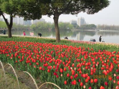 上海の大寧郁金香公園・チューリップ