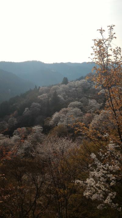 千本桜　母に見せたい