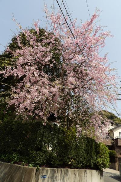 雪ノ下2の小路の枝垂れ桜