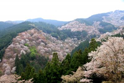 吉野山　満開の桜。　中千本は一部散り初め、上千本は満開でした。