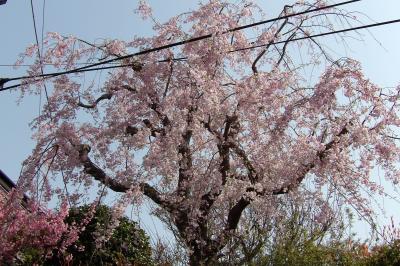 表の旧道入口のお宅の枝垂れ桜