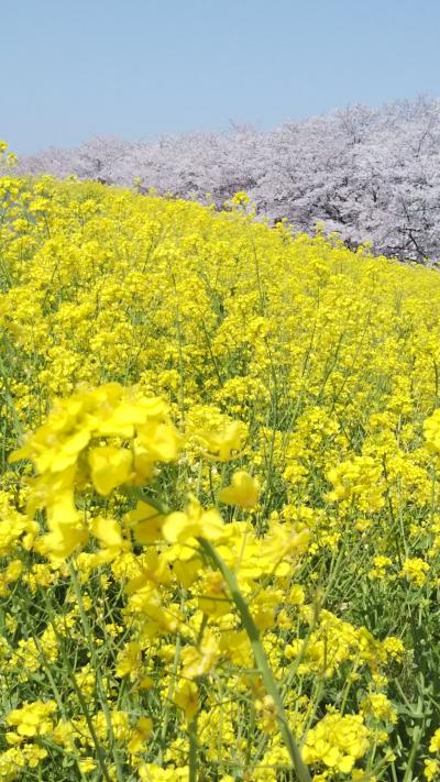 熊谷堤防でお花見