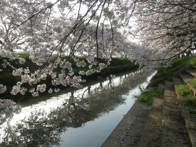 栗橋スポーツ公園から中川の合流点までの水路両側の桜並木を追って歩く