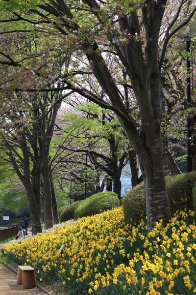 萱田地区公園のスイセンまつり　いってみました！