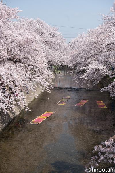 東海の桜　2018 【１】岩倉　五条川桜まつり