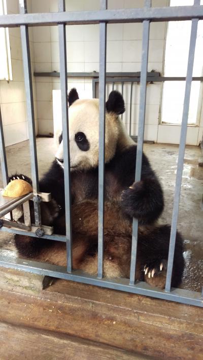 四川・貴州・重慶の旅(3)~パンダパンダパンダ