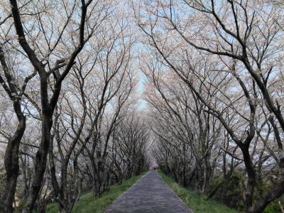 「池田・神戸」　西美濃の桜の名所の霞間ケ渓と輪中堤で花見をする旅