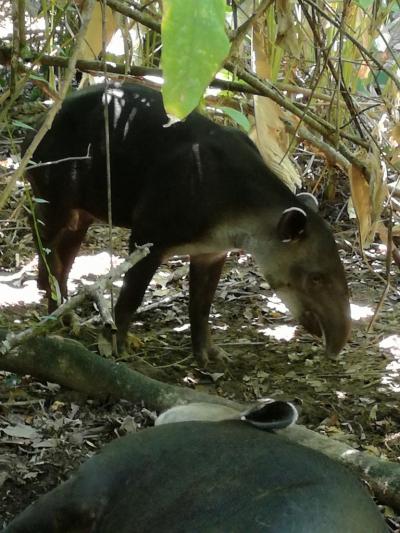 コルコバード国立公園周辺に関する旅行記 ブログ フォートラベル コスタリカ Corcovado National Park コルコバード国立公園周辺に関する旅行記 ブログ フォートラベル コスタリカ Corcovado National Park