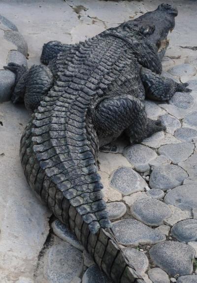 熱川-5　熱川バナナワニ園ｄ　ワニ園　☆ワニ飼育数/20種類200頭で世界一！