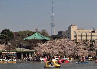 ２０１８／さくら・桜ー上野・谷中・小石川・乾通り・六義園ー