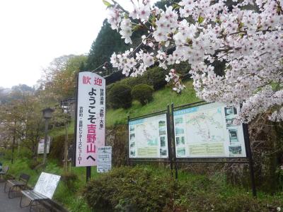 吉野の千本桜　2018　（奈良県吉野山）