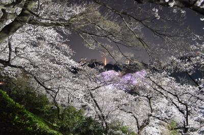 千鳥ヶ淵の桜を武道館側から愛でる。いつもと、また違った味わい