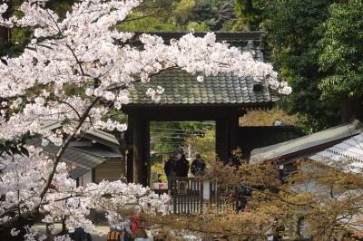 古都鎌倉　さくらめぐり　（前半：円覚寺、東慶寺、浄智寺、葛原岡神社、源氏山公園、海蔵寺、英勝寺）