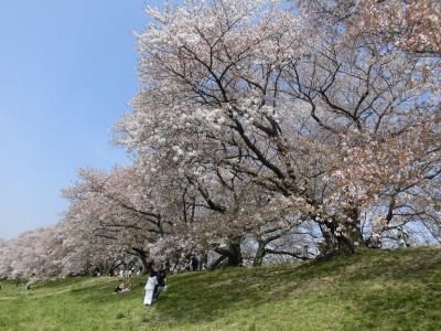 京都　桜花見旅行 （円山公園・高台寺・背割堤・伏見稲荷大社等）