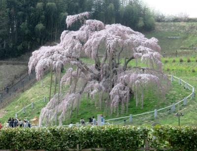 2018年の三春滝桜・4月4日でもう見頃でした！