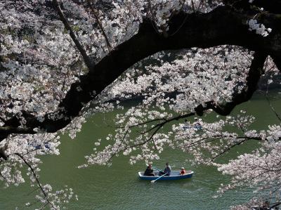 満開の桜を訪ねて　(千鳥ヶ淵)