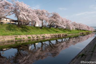 東海の桜　2018 【５】新境川堤の桜並木