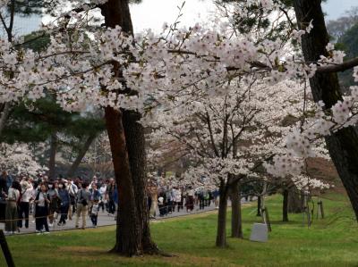 皇居の桜　２０１８