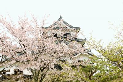 桜まんか～い　彦根城