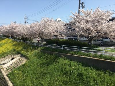 桜と小野小町に会いに 1
