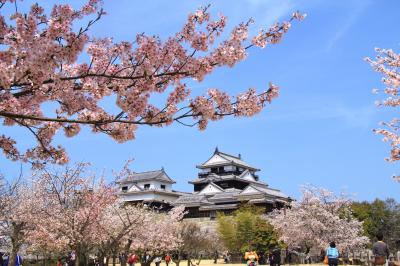 松山城　夜も昼も桜、さくら、サクラ！！