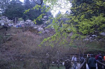 台湾縦断家族旅行♪台北・台中・阿里山・台南（3日目阿里山）