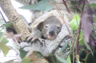 春のドライブ日和の埼玉こども動物自然公園（３）午後編：コアラの赤ちゃんに会うのに１時間半ねばった！＆ベネットアカクビワラビーの赤ちゃんこんにちは！＆桜の枝で遊ぶ（？）コツメカワウソの子供たち