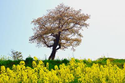 長崎鼻の菜の花2018