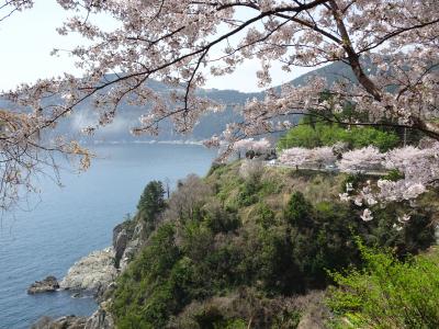 巨済島　桜の名所　チャンスンポ桜の道