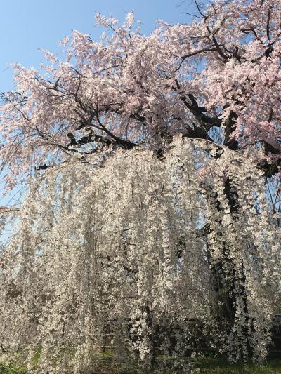 桜満開の京都　母娘３世代で楽しむ女子旅