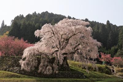 ムラゴンの旅日記 奈良 宇陀の桜