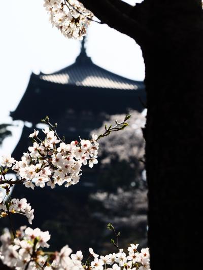 三溪園の春　2018　残念！今年も桜のピークに来れなかった・・・