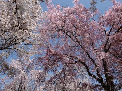 さくら満開♪　平野神社