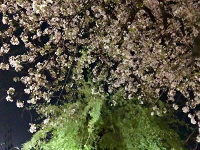 春の京都 2018 ⑤ 祇園白川と高瀬川の夜桜
