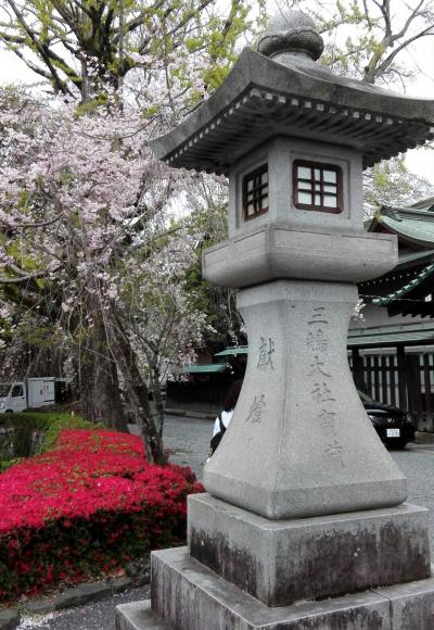 バス旅行！三嶋大社の桜はまだ大丈夫だった^^;