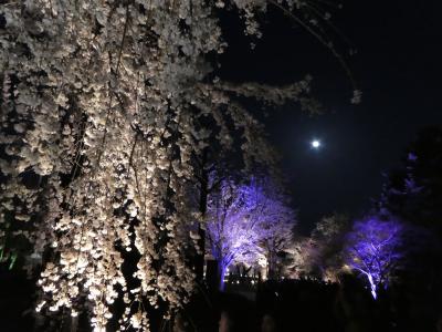 桜満開！！春の京都２０１８