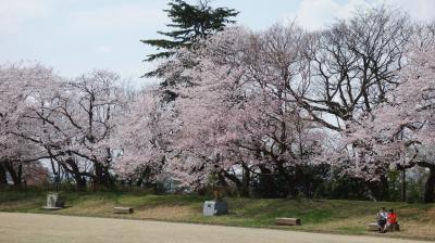 高岡古城公園の桜が満開でした。とってもきれいなところです。