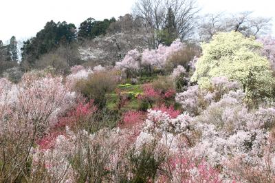 ◆福島に桃源郷あり・花見山 ,２０１８ , Part1