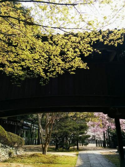極寒の地「京都」にも春爛漫桜前線の訪れと共に「桜開花」の便りを聞きながら戦国時代「豊臣秀吉・明智光秀」ら武将が戦のため通ったと言われている「西国街道」周辺をサイクリング兼ねて訪れてみました