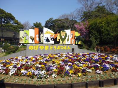 桜を見に野毛山散策